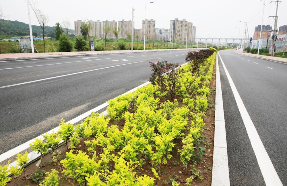 药都绿化景观建设下的硕果